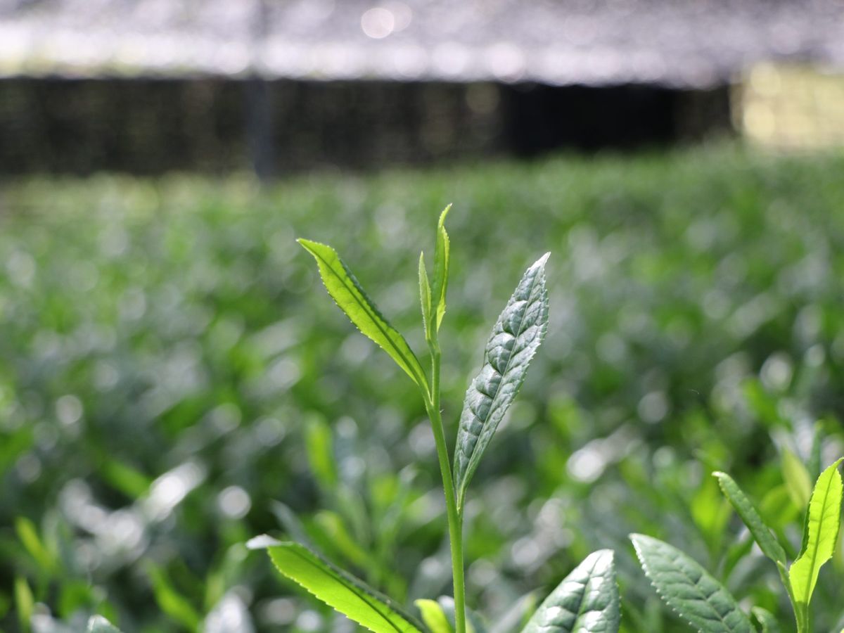 Young tea leaves in Uji